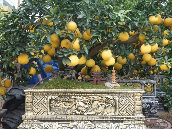 Cặp gốc bưởi có giá 150 triệu đồng, trái sai trĩu chạm cả 'mái đình, bảo tháp', chỉ bán cho người có duyên