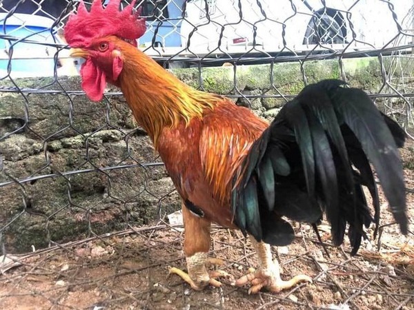 Giống gà đắt nhất Việt Nam: 50 triệu/con đại gia vẫn tranh đặt hàng