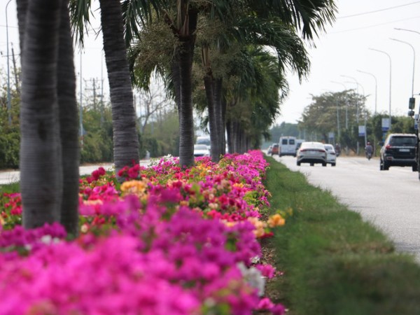 Con đường hoa giấy đẹp 'mê hồn' trên dải phân cách cửa ngõ Vũng Tàu