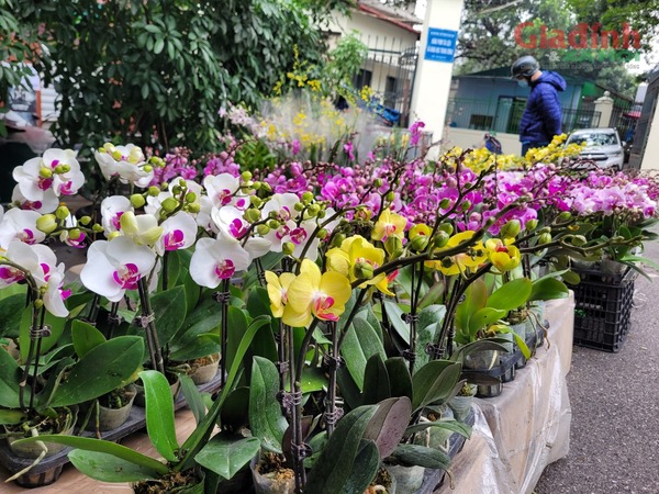Hoa lan xuống phố ngày cận Tết, giá bán gấp đôi ngày thường, người tiêu dùng Thủ đô vẫn tranh nhau mua