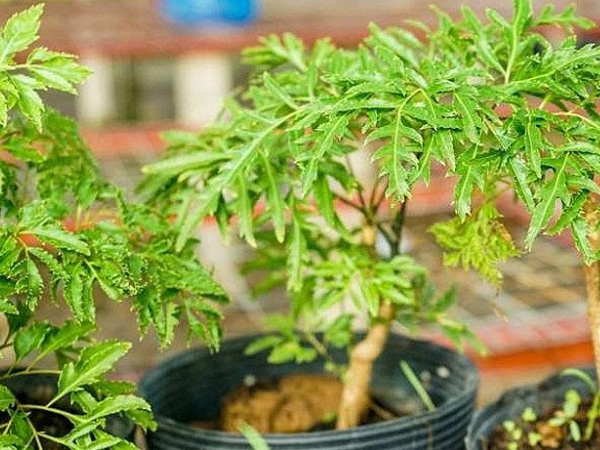 Loại cây nhiều nhà trồng làm cảnh, nay làm thành món đặc sản lạ, đắt khách dịp Tết, 550.000 đồng/kg