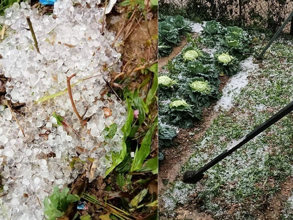 Lai Châu bất ngờ có mưa đá
