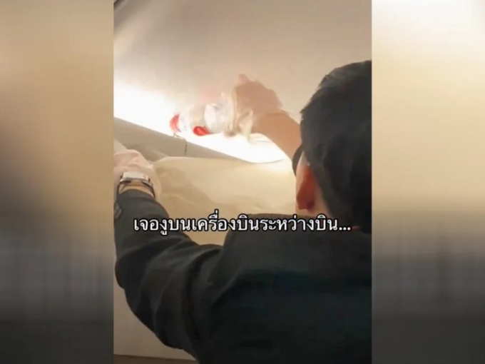 Cả trăm hành khách hoảng loạn vì rắn sống trong khoang hành lý máy bay