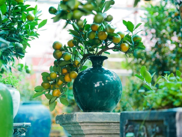 Độc đáo quất bonsai cả chục triệu mua chơi Tết Giáp Thìn 2024