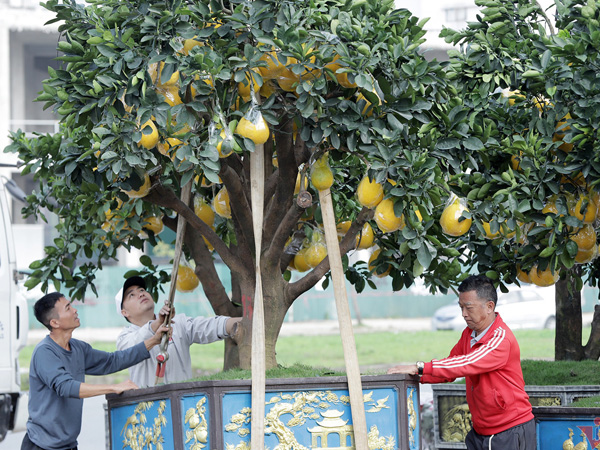 Bưởi Tết vàng óng đổ về thành Vinh, 40 triệu đồng một chậu
