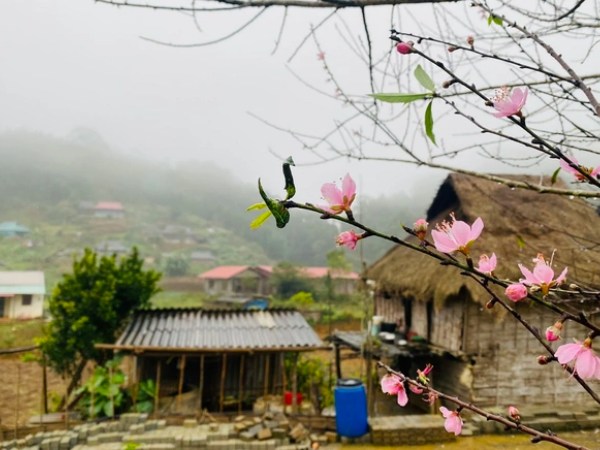 Đào rừng nở thắm bản vùng cao xứ Thanh