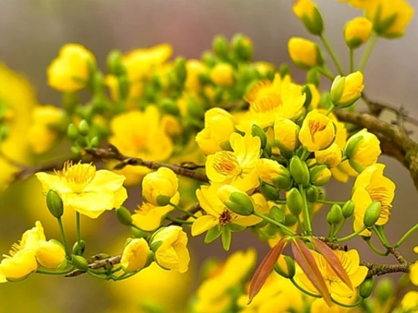 Đều đặn tưới thứ nước này vào gốc mai, đảm bảo nụ tua tủa, hoa tranh nhau nở rực rỡ dịp Tết