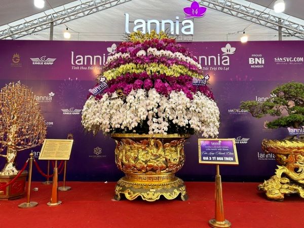 Chậu lan hồ điệp 'khổng lồ' được rao bán 3,868 tỉ đồng
