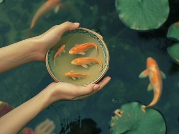 Thả cá cúng ông Táo như thế nào để 'phất' cả năm? Đây là mẹo vàng không phải ai cũng biết!