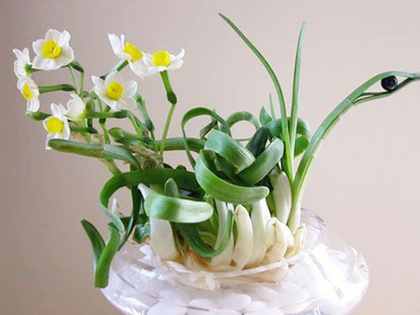 Hoa thủy tiên có thực sự độc? Tại sao nhiều người thích đặt một chậu hoa thủy tiên trong nhà vào dịp Tết?