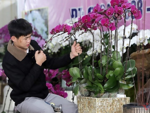 Nghề 'nâng niu từng cánh hoa' vào cao điểm Tết, kiếm hàng triệu mỗi ngày