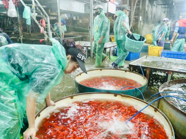 Chợ cá Yên Sở ngập sắc đỏ trước ngày tiễn ông Táo về trời