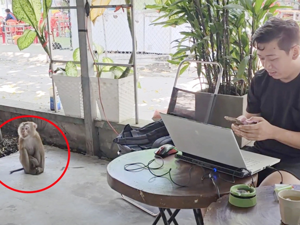 Khỉ đuôi lợn xông vào quán cafe cắn người