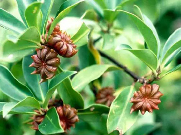Mặt hàng 'báu vật' của Việt Nam, chỉ 2 nước trồng được, Trung Quốc, Ấn Độ nhập khẩu hàng nghìn tấn