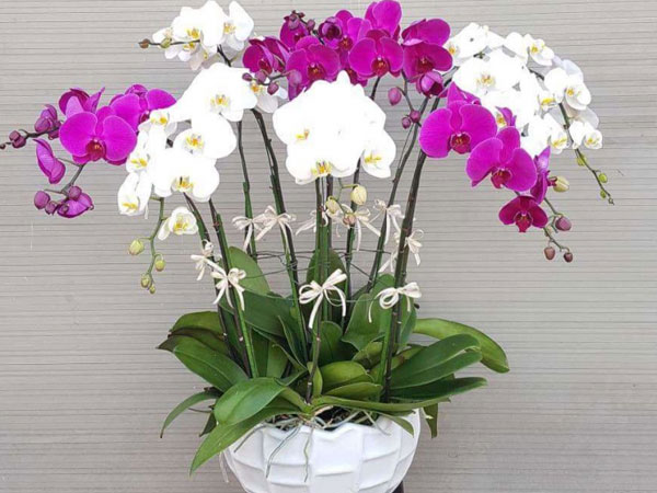 Chơi lan hồ điệp ngày Tết: Có 3 'bí quyết tưới' để giúp cây phát triển tươi tốt, mang đến nhiều may mắn, sung túc, tiền tài