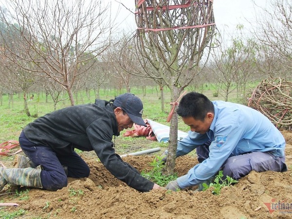 Kiếm tiền triệu từ nghề đào thuê cây 'hoa tươi thắm' dịp cận Tết