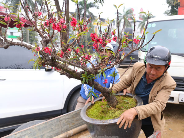 Nhiều người săn lùng đào ‘tiến Vua’ rất đắt đỏ chơi Tết