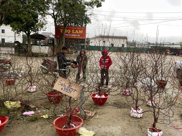 Ngày 30 Tết, đào quất vẫn ngập tràn, tiểu thương lo lỗ vốn