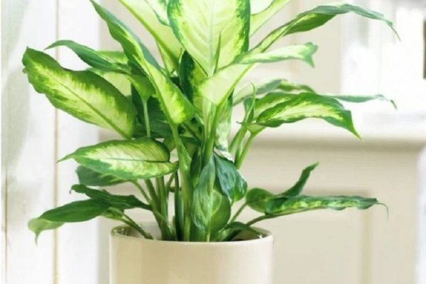5 loại cây hút lộc được nhà giàu trồng vào dịp Tết, thúc đẩy may mắn và phú quý dồi dào