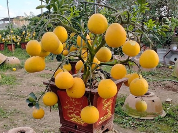 Bưởi, cam, quýt... chơi Tết xong có nên ăn?
