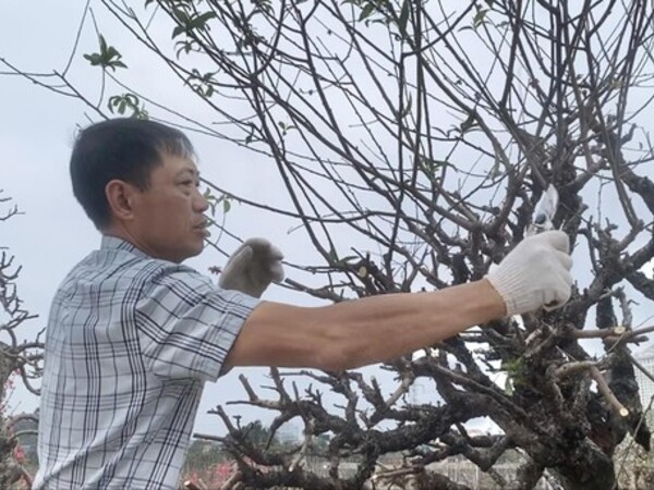 Dân buôn đào quất vừa ăn 'quả đắng' vụ Tết