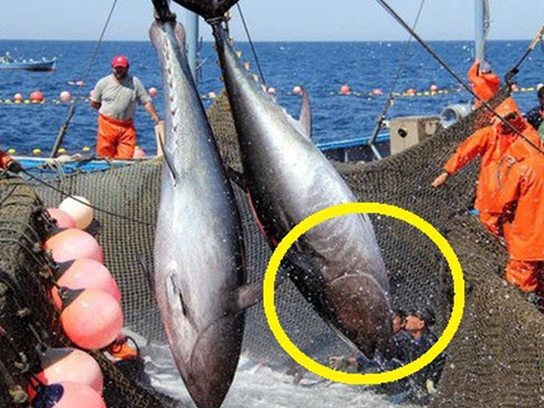 Mặt hàng hơn 800 triệu USD của Việt Nam khiến Mỹ, Nga “mê như điếu đổ”: Hơn 100 nước nhập về ăn