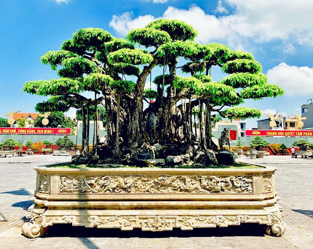 Top 3 siêu cây 'dáng Rồng' đắt nhất Việt Nam: Có cây 50 tấn, giá hàng trăm tỷ đồng