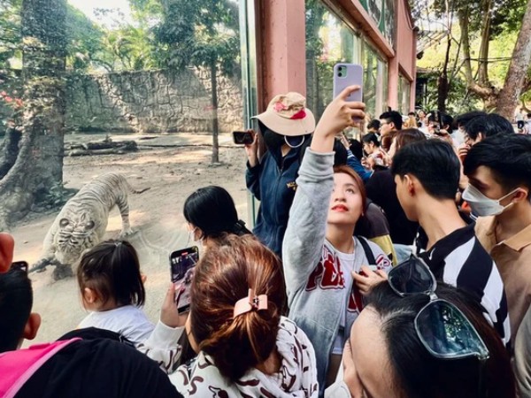 Người dân thích thú hò hét thi kéo co với hổ ở Thảo Cầm Viên mùng 9 Tết
