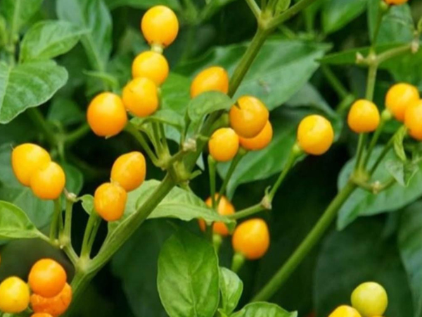 Loại ớt đắt nhất thế giới, giá nửa tỷ đồng/kg được trồng làm cảnh ở Việt Nam