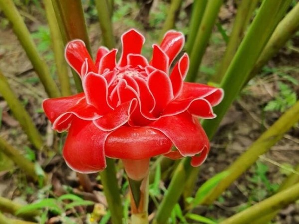 Công dụng tuyệt vời của loài sen đa lộc được nhiều người săn đón ngày vía Thần tài