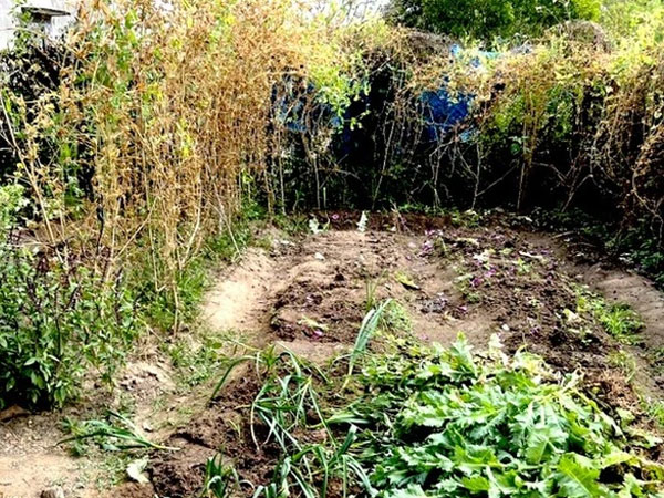 Cảnh sát phát hiện vườn thuốc phiện 'ẩn thân' trong vườn rau