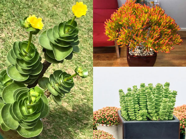 Đầu năm trồng 7 cây cảnh 'sặc mùi tiền' này, gia đình cả năm phát tài thịnh vượng