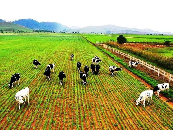 Sau bầu Đức, đến lượt tỉ phú Trần Bá Dương đổ vốn sang Lào trồng chuối, sầu riêng, nuôi bò