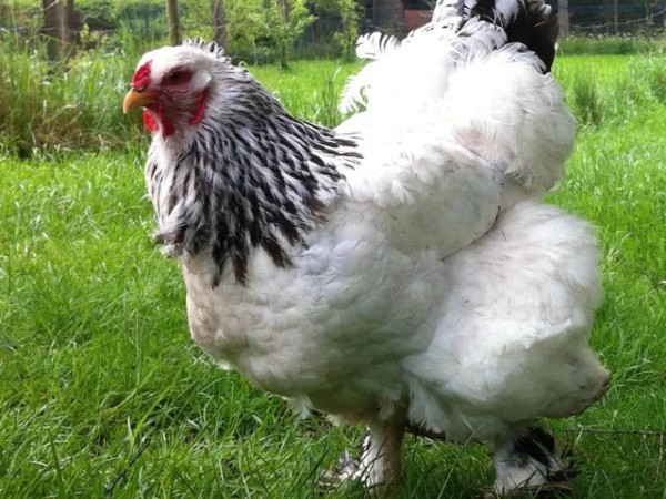 Vóc dáng không thua gà Đông Tảo Việt Nam, vì sao giống gà'trông như chó ngao' có giá đắt ngang xe máy?