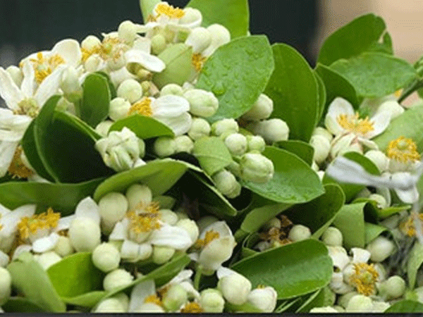 Hoa bưởi giá nửa triệu đồng/kg hút khách, đào sau Tết giá rẻ như cho