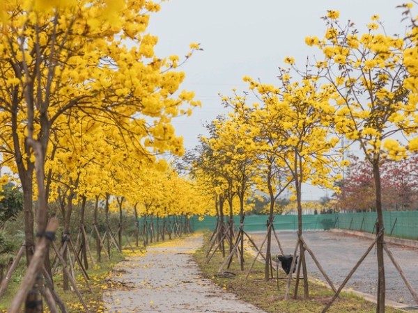 Có thể bạn thừa biết: Hà Nội mùa này hoa nở ngập lối nhưng chụp ảnh ở đâu cho đẹp?