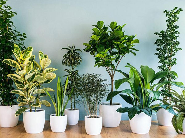 Trong nhà có 4 loại cây này, KHÔNG NÊN mang tặng người khác kẻo tán lộc của chính mình