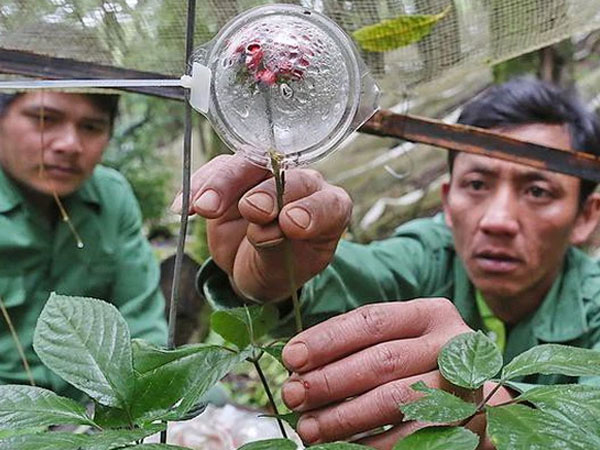 Loài cây được coi là 'quốc bảo' của Việt Nam: Giá có thể lên tới hàng tỷ đồng, một vụ trộm lớn mới xảy ra