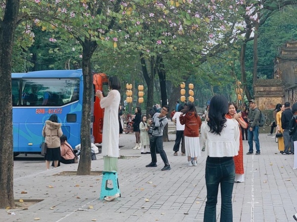 Hoa ban tím 'mất mùa', dân tình phải mang cả... ghế nhựa theo để đứng lên chụp ảnh cho đẹp