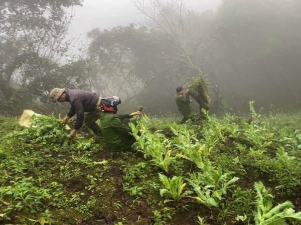 Triệt phá hơn 500 cây thuốc phiện trồng giữa rừng sâu ở Lào Cai