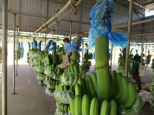 Bầu Đức tăng diện tích trồng chuối và sầu riêng lên 11.000 ha