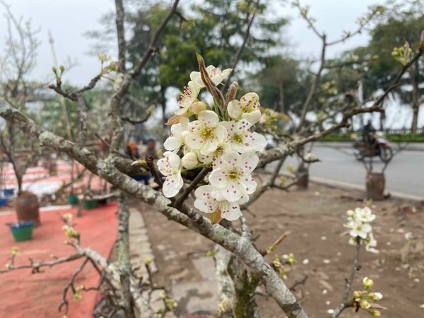 Người Hà Nội thích thú 'ăn chơi' hết tháng Giêng với hoa lê rừng