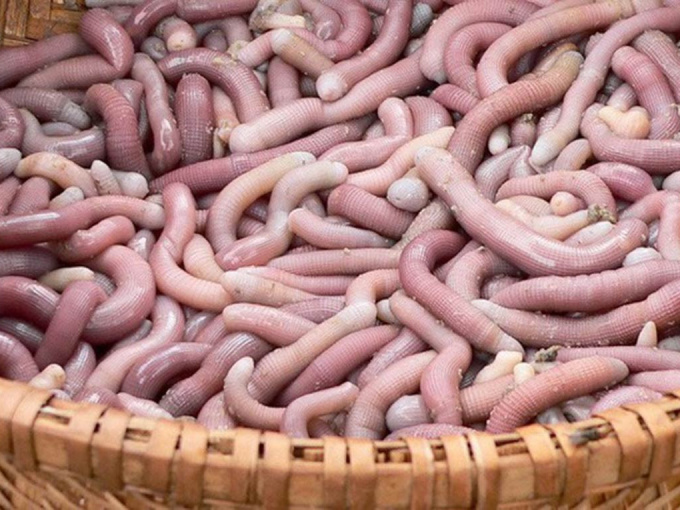 Loại hải sản nhìn như giun, giá tới 7 triệu đồng/kg vẫn được săn đón