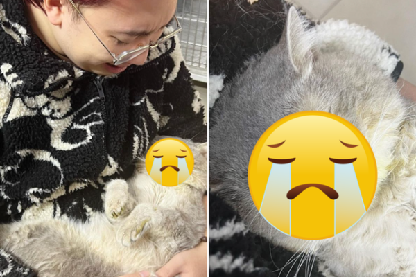 Chú mèo nổi tiếng của chủ Fanpage Chiếc mèo tên Sói qua đời, chủ nhân nức nở: Thiên thần của bố ngủ ngon nha!