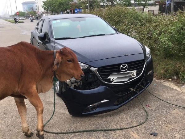 Bi hài chiếc Mazda3 đỗ ở đường vắng vẫn gặp phải 'oan gia' là... một chú bò