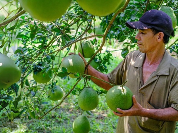 Đồng Nai sắp 'biến' cù lao bưởi nổi tiếng thành điểm du lịch hấp dẫn