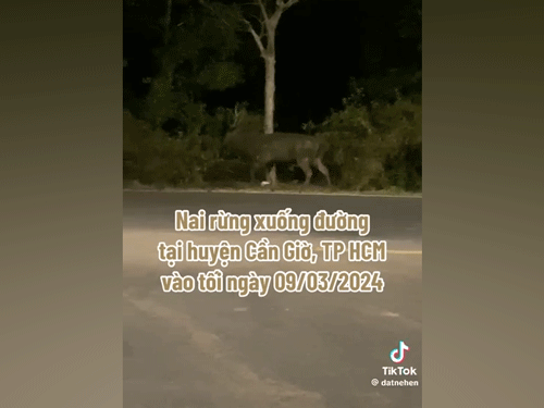 Xôn xao thông tin con nai to bằng con bò xuất hiện ở Rừng Sác
