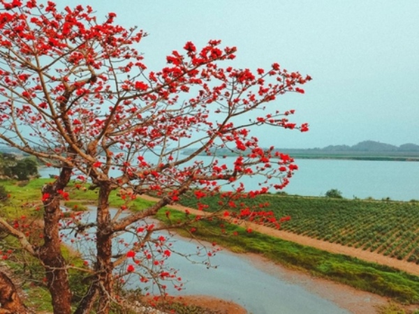 Tháng 3 hoa gạo nở đỏ một góc trời, đường làng trở thành điểm check in hút khách ở xứ Nghệ