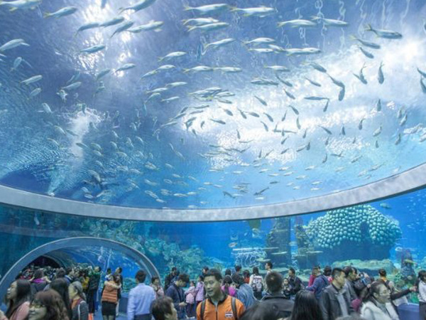 Viện Hải Dương Học Nha Trang Có Gì Thú Vị?