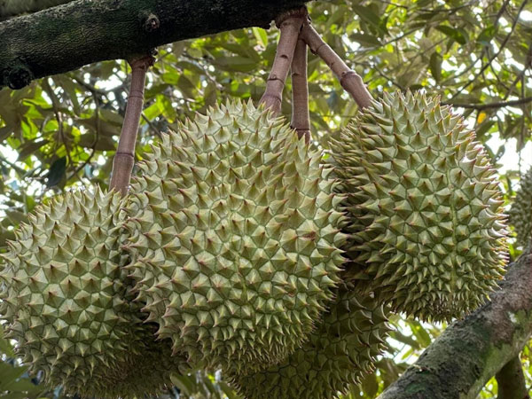 Nhiều lô sầu riêng Việt Nam xuất khẩu bị Trung Quốc cảnh báo